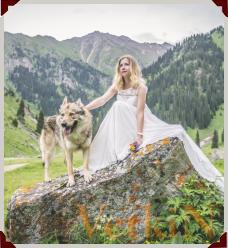 Алматы фотосессии с волками