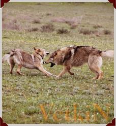 Чехословацкая волчья собака на роль волков для фото и видео съемок