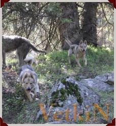 Чешские влчаки в ущелье Алмаарасан