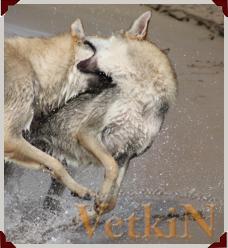 Волчаки на берегу Капчагайского водохранилища