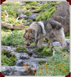Чехословацкий влчак пьет из речки
