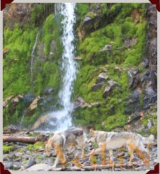 Чехословацкие влчаки на фоне водопада