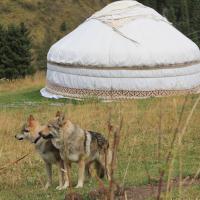 Чехословацкие влчаки в Казахстане
